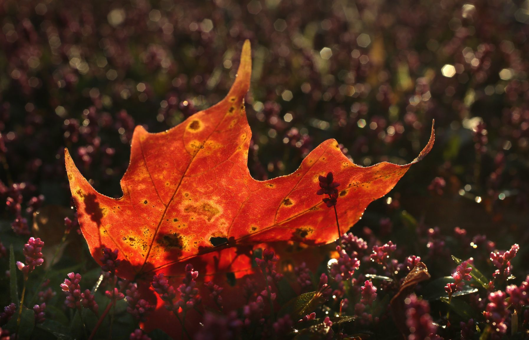 Season of color bursts into fall